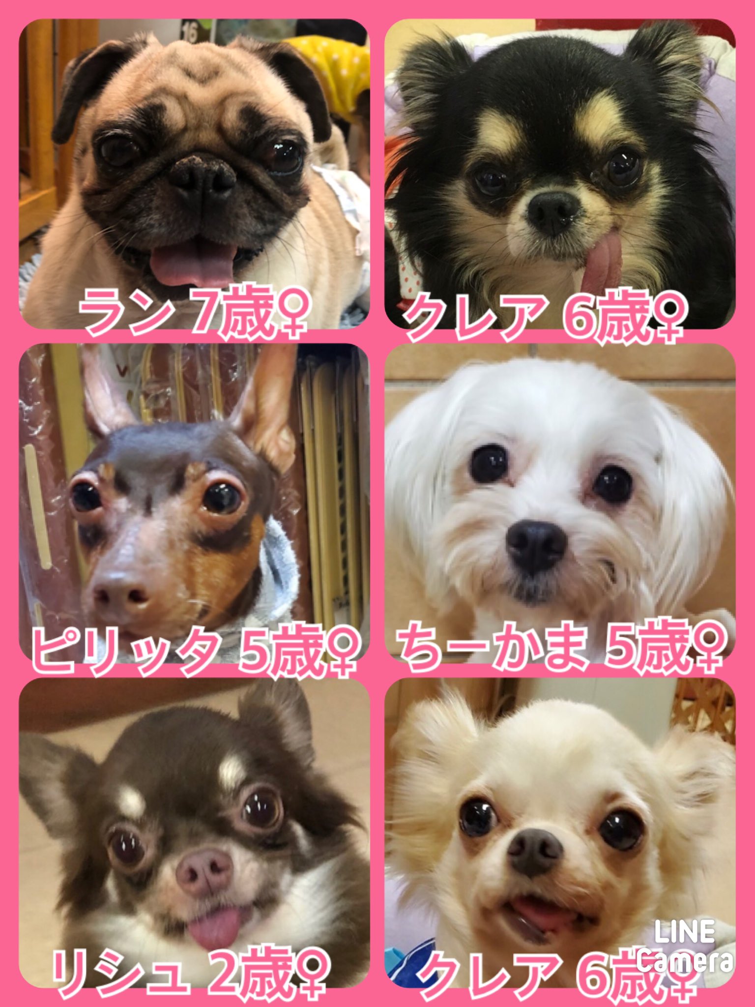 🐾今日の里親様募集中ワンコ🐶メンバーです🐾2020,11,3